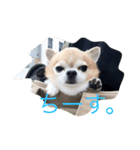 チワワのボン子（個別スタンプ：2）