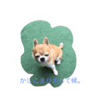 チワワのボン子（個別スタンプ：3）