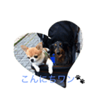 チワワのボン子（個別スタンプ：4）