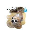 チワワのボン子（個別スタンプ：6）