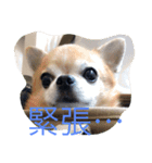 チワワのボン子（個別スタンプ：8）