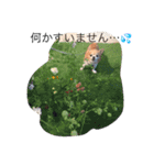 チワワのボン子（個別スタンプ：9）