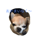 チワワのボン子（個別スタンプ：13）