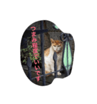 モップネコのスタンプ（個別スタンプ：6）