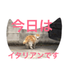 モップネコのスタンプ（個別スタンプ：14）