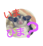 フクモモの日常で使えるスタンプ（個別スタンプ：5）