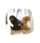 ワンコト ヒトコマ。(OK Ver.)（個別スタンプ：4）