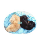 ワンコト ヒトコマ。(OK Ver.)（個別スタンプ：5）
