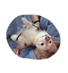 ワンコト ヒトコマ。(OK Ver.)（個別スタンプ：10）