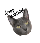 猫のブッチ（個別スタンプ：1）