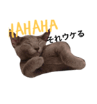 猫のブッチ（個別スタンプ：4）