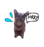 猫のブッチ（個別スタンプ：5）