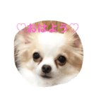 エルジュリシュガ〜（個別スタンプ：1）