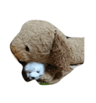 あざちゃすとわふぅ（個別スタンプ：5）