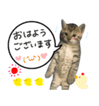 飼い猫アメリとメロスタンプ 【実写】（個別スタンプ：2）