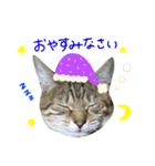 飼い猫アメリとメロスタンプ 【実写】（個別スタンプ：3）