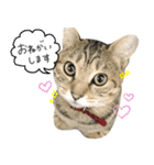 飼い猫アメリとメロスタンプ 【実写】（個別スタンプ：8）