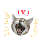 飼い猫アメリとメロスタンプ 【実写】（個別スタンプ：10）