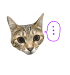 飼い猫アメリとメロスタンプ 【実写】（個別スタンプ：11）