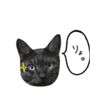 飼い猫アメリとメロスタンプ 【実写】（個別スタンプ：13）