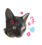 飼い猫アメリとメロスタンプ 【実写】（個別スタンプ：14）