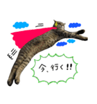飼い猫アメリとメロスタンプ 【実写】（個別スタンプ：15）