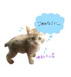 飼い猫アメリとメロスタンプ 【実写】（個別スタンプ：17）