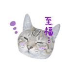 飼い猫アメリとメロスタンプ 【実写】（個別スタンプ：19）