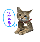 飼い猫アメリとメロスタンプ 【実写】（個別スタンプ：20）