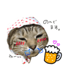 飼い猫アメリとメロスタンプ 【実写】（個別スタンプ：24）
