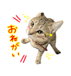 飼い猫アメリとメロスタンプ 【実写】（個別スタンプ：26）