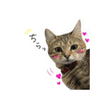 飼い猫アメリとメロスタンプ 【実写】（個別スタンプ：28）