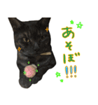 飼い猫アメリとメロスタンプ 【実写】（個別スタンプ：29）