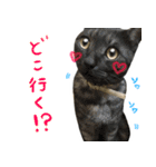 飼い猫アメリとメロスタンプ 【実写】（個別スタンプ：30）