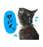 飼い猫アメリとメロスタンプ 【実写】（個別スタンプ：31）