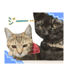 飼い猫アメリとメロスタンプ 【実写】（個別スタンプ：33）