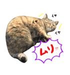 飼い猫アメリとメロスタンプ 【実写】（個別スタンプ：39）