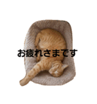 どーも、きなこです。（個別スタンプ：2）