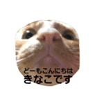 どーも、きなこです。（個別スタンプ：6）
