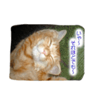 飼い猫 ちぃとたく（個別スタンプ：1）