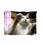 飼い猫 ちぃとたく（個別スタンプ：2）