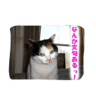 飼い猫 ちぃとたく（個別スタンプ：3）