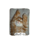飼い猫 ちぃとたく（個別スタンプ：4）