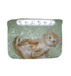 飼い猫 ちぃとたく（個別スタンプ：5）