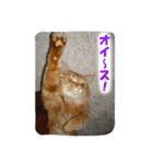 飼い猫 ちぃとたく（個別スタンプ：6）