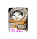 飼い猫 ちぃとたく（個別スタンプ：7）