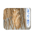 飼い猫 ちぃとたく（個別スタンプ：9）