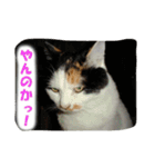 飼い猫 ちぃとたく（個別スタンプ：10）