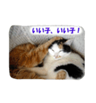 飼い猫 ちぃとたく（個別スタンプ：11）