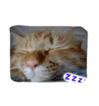 飼い猫 ちぃとたく（個別スタンプ：12）